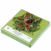 Roodbruine aardester